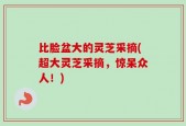 比脸盆大的灵芝采摘(超大灵芝采摘，惊呆众人！)