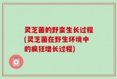 灵芝菌的野蛮生长过程(灵芝菌在野生环境中的疯狂增长过程)