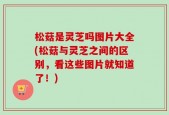 松菇是灵芝吗图片大全(松菇与灵芝之间的区别，看这些图片就知道了！)