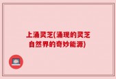 上涌灵芝(涌现的灵芝 自然界的奇妙能源)