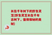 长在千年树下的野生灵芝(野生灵芝长在千年古树下，值得探秘的奥秘)