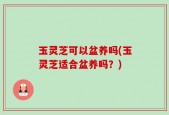 玉灵芝可以盆养吗(玉灵芝适合盆养吗？)