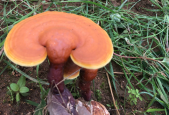 灵芝孢子粉能降高血压吗？震惊！原来还有这种作用