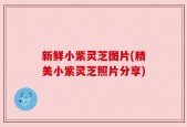 新鲜小紫灵芝图片(精美小紫灵芝照片分享)