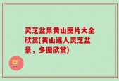 灵芝盆景黄山图片大全欣赏(黄山迷人灵芝盆景，多图欣赏)