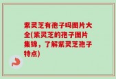 紫灵芝有孢子吗图片大全(紫灵芝的孢子图片集锦，了解紫灵芝孢子特点)