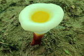 乳腺癌患者能吃灵芝孢子粉吗？乳腺癌患者一定要知道！