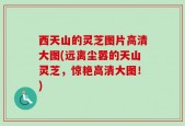 西天山的灵芝图片高清大图(远离尘嚣的天山灵芝，惊艳高清大图！)