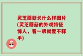 灵芝蘑菇长什么样图片(灵芝蘑菇的外观特征惊人，看一眼就爱不释手)