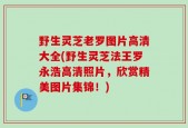 野生灵芝老罗图片高清大全(野生灵芝法王罗永浩高清照片，欣赏精美图片集锦！)