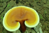 灵芝孢子粉有保质期吗？过期了还能不能喝？