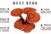芝素堂灵芝孢子粉的功效与作用之 辅助治疗心血管疾病