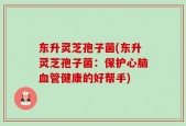 东升灵芝孢子菌(东升灵芝孢子菌：保护心脑血管健康的好帮手)