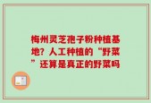 梅州灵芝孢子粉种植基地？人工种植的“野菜”还算是真正的野菜吗