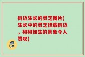 树边生长的灵芝图片(生长中的灵芝挂载树边，栩栩如生的景象令人赞叹)