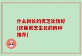 什么树长的灵芝比较好(优质灵芝生长的树种推荐)