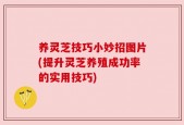 养灵芝技巧小妙招图片(提升灵芝养殖成功率的实用技巧)