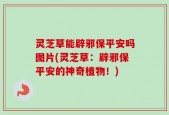 灵芝草能辟邪保平安吗图片(灵芝草：辟邪保平安的神奇植物！)