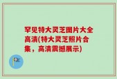 罕见特大灵芝图片大全高清(特大灵芝照片合集，高清震撼展示)