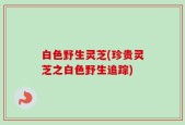 白色野生灵芝(珍贵灵芝之白色野生追踪)
