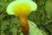 更年期能吃灵芝孢子粉吗？女性朋友一定要看！