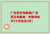 广东灵芝鸡基地(广东灵芝鸡基地：养殖鸡每只3个月生长3斤)