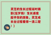 灵芝的生长过程延时摄影(压岁钱！生长速度超乎你的想象，灵芝成长全过程看得一清二楚！)