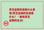 灵芝盆栽花语是什么意思(灵芝盆栽的花语是什么？ - 解读灵芝盆栽的含义)