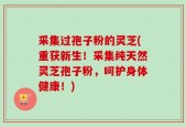 采集过孢子粉的灵芝(重获新生！采集纯天然灵芝孢子粉，呵护身体健康！)