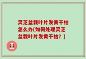灵芝盆栽叶片发黄干枯怎么办(如何处理灵芝盆栽叶片发黄干枯？)