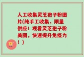 人工收集灵芝孢子粉图片(纯手工收集，限量供应！观看灵芝孢子粉美图，快速提升免疫力！)