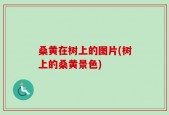 桑黄在树上的图片(树上的桑黄景色)