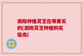 泗阳种植灵芝在哪里买的(泗阳灵芝种植购买指南)