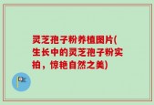 灵芝孢子粉养植图片(生长中的灵芝孢子粉实拍，惊艳自然之美)