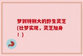 梦到特别大的野生灵芝(壮梦实现，灵芝加身！)