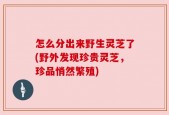 怎么分出来野生灵芝了(野外发现珍贵灵芝，珍品悄然繁殖)