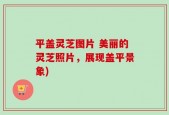 平盖灵芝图片 美丽的灵芝照片，展现盖平景象)