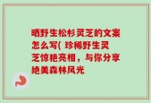 晒野生松杉灵芝的文案怎么写( 珍稀野生灵芝惊艳亮相，与你分享绝美森林风光