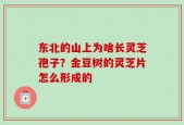 东北的山上为啥长灵芝孢子？金豆树的灵芝片怎么形成的