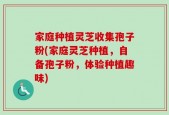 家庭种植灵芝收集孢子粉(家庭灵芝种植，自备孢子粉，体验种植趣味)