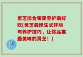 灵芝适合哪里养护最好吃(灵芝最佳生长环境与养护技巧，让你品尝最美味的灵芝！)