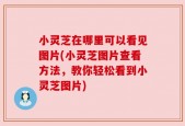 小灵芝在哪里可以看见图片(小灵芝图片查看方法，教你轻松看到小灵芝图片)