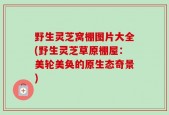 野生灵芝窝棚图片大全(野生灵芝草原棚屋：美轮美奂的原生态奇景)
