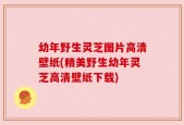 幼年野生灵芝图片高清壁纸(精美野生幼年灵芝高清壁纸下载)