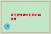 灵芝种植睫毛打底区别图片