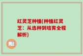 红灵芝种植(种植红灵芝：从选种到培育全程解析)