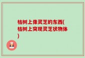 枯树上像灵芝的东西(枯树上突现灵芝状物体)