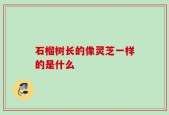 石榴树长的像灵芝一样的是什么