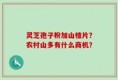 灵芝孢子粉加山楂片？农村山多有什么商机？