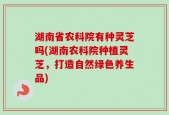 湖南省农科院有种灵芝吗(湖南农科院种植灵芝，打造自然绿色养生品)